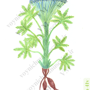 The plant at Folio 41v - Trademark