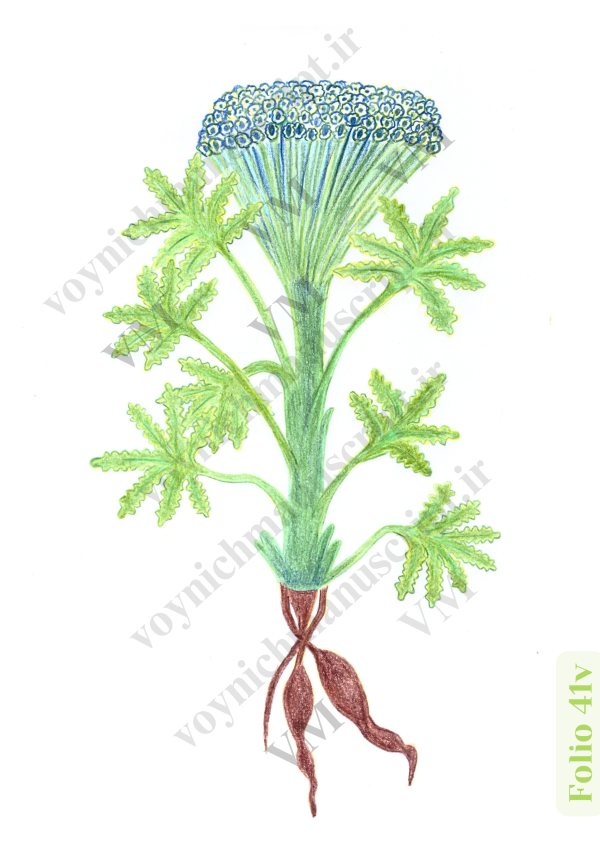 The plant at Folio 41v - Trademark