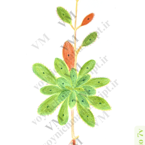 The plant at Folio 7v - Trademark