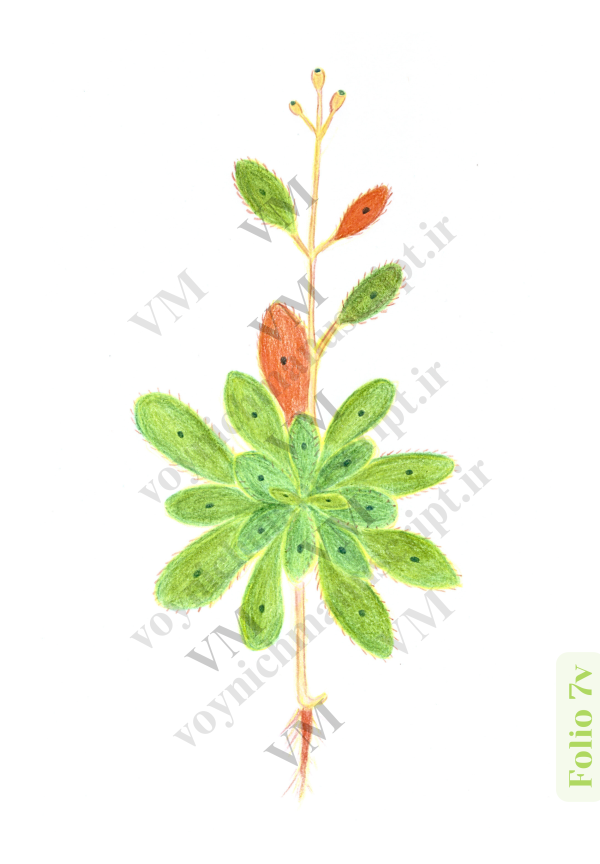 The plant at Folio 7v - Trademark