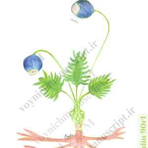 The plant at Folio 90r1 - Trademark